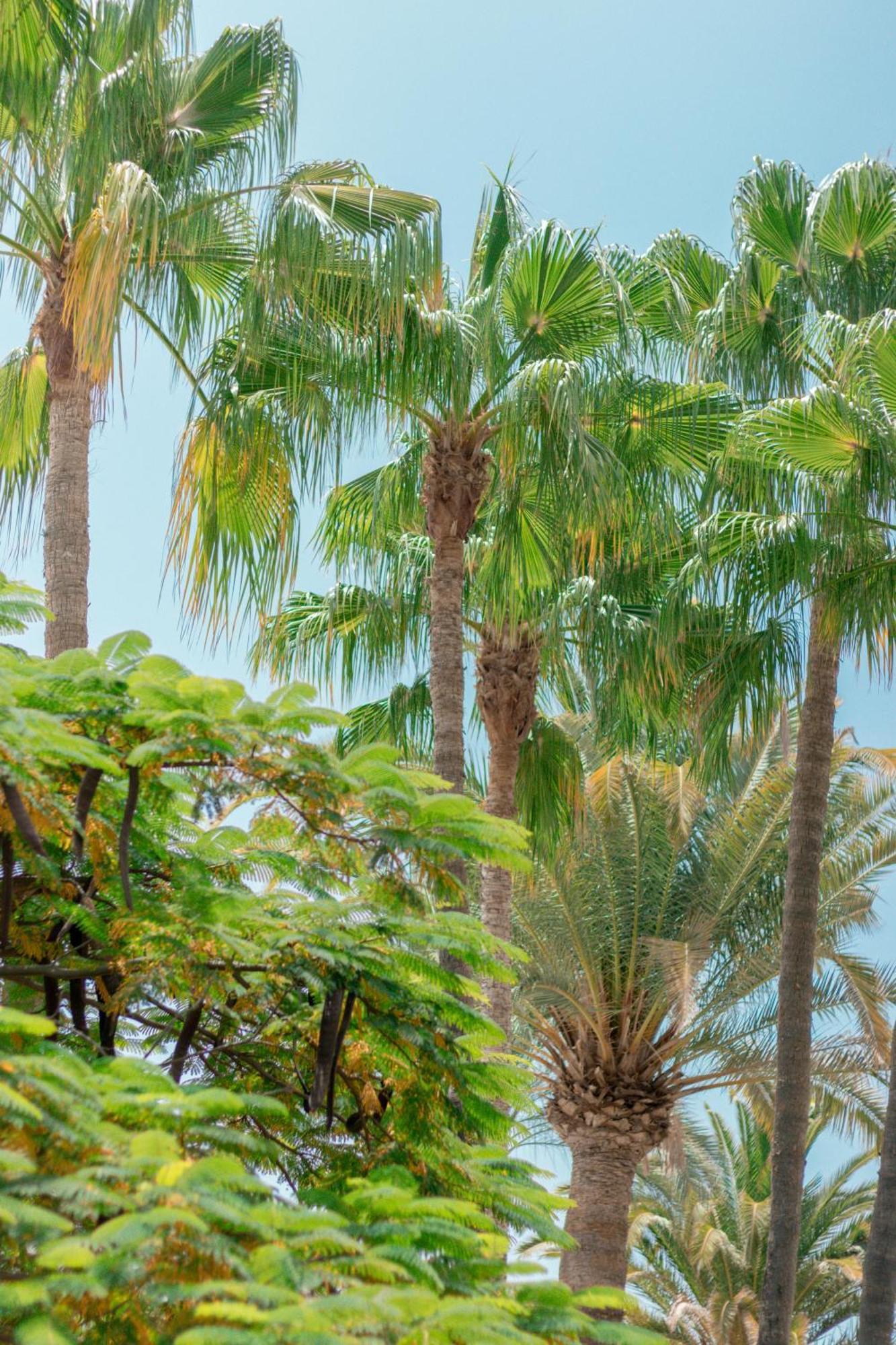 Appartement El Palmar *